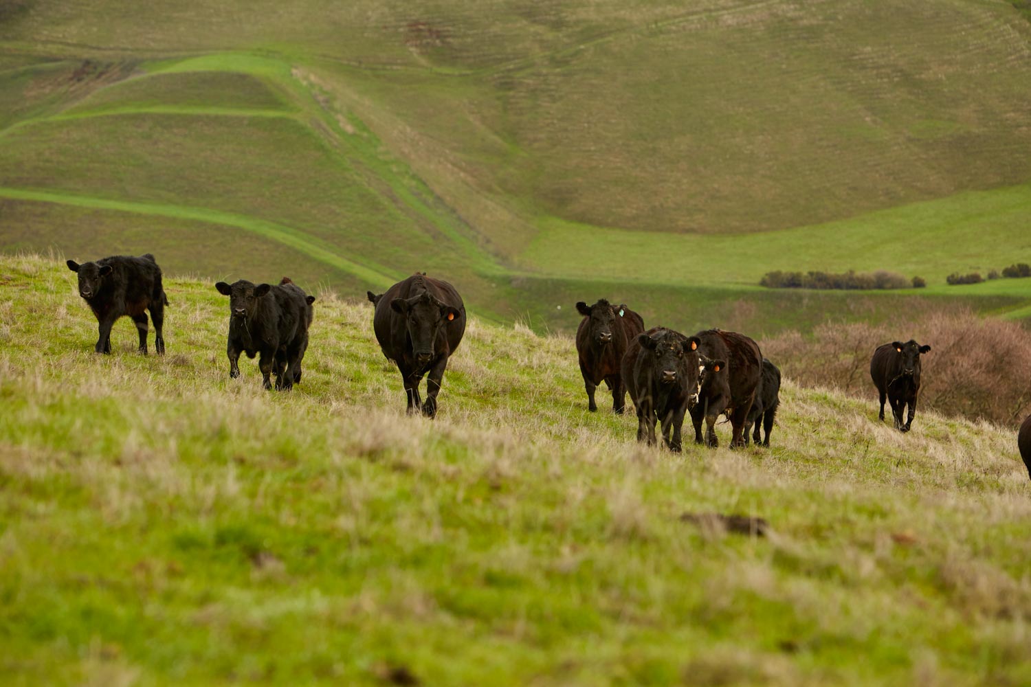 Almond Ranch John Muir Land Trust