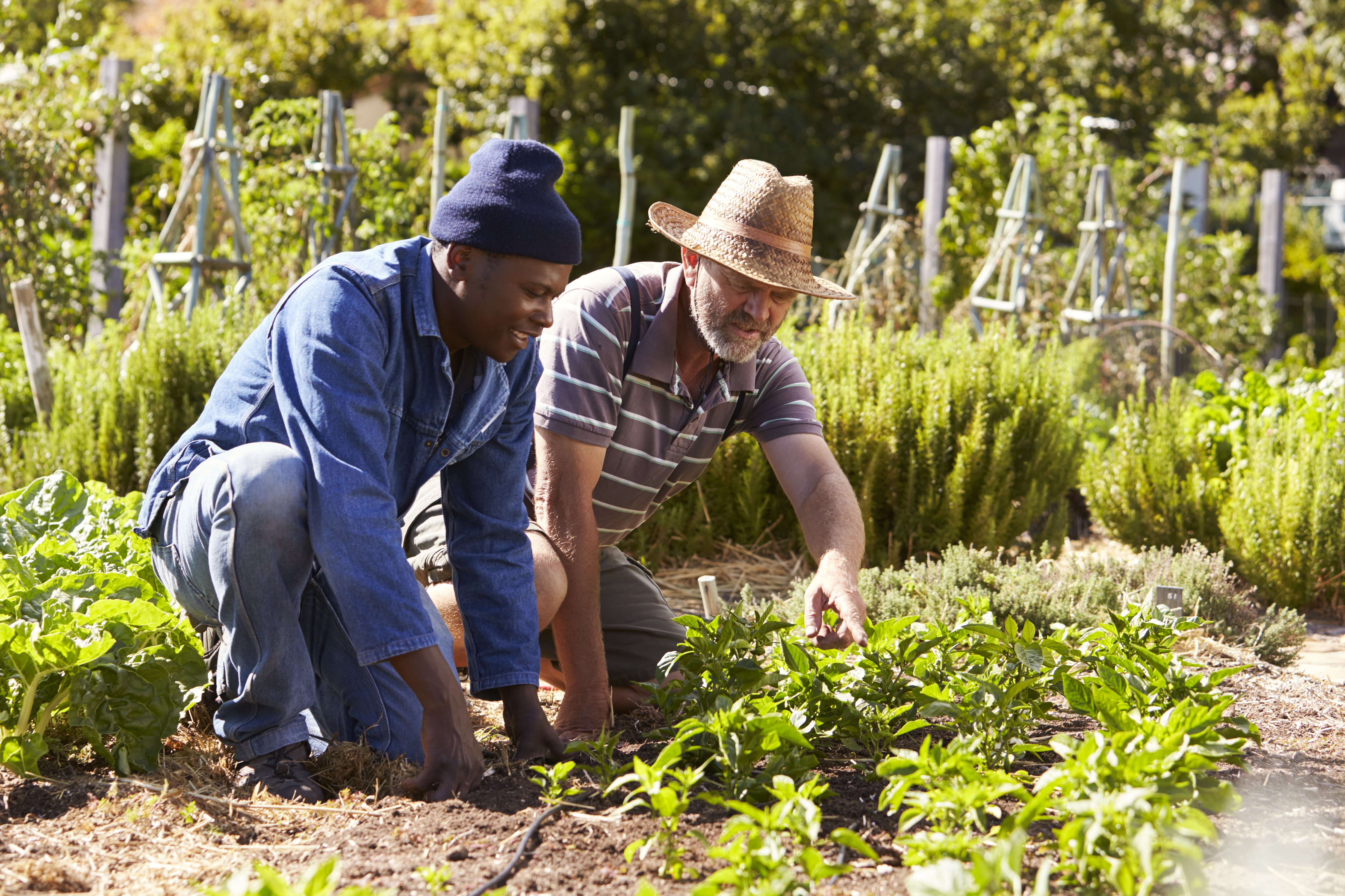 Get Involved - Community Farm Land Trust