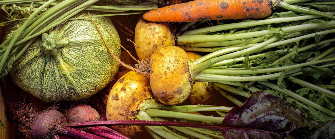 Family Harvest Farm | John Muir Land Trust