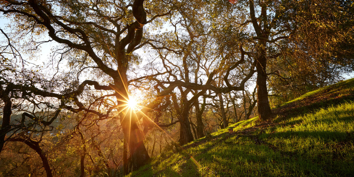 Diverse oak woodland habitat showing multiple oak species, understory plants, and wildlife