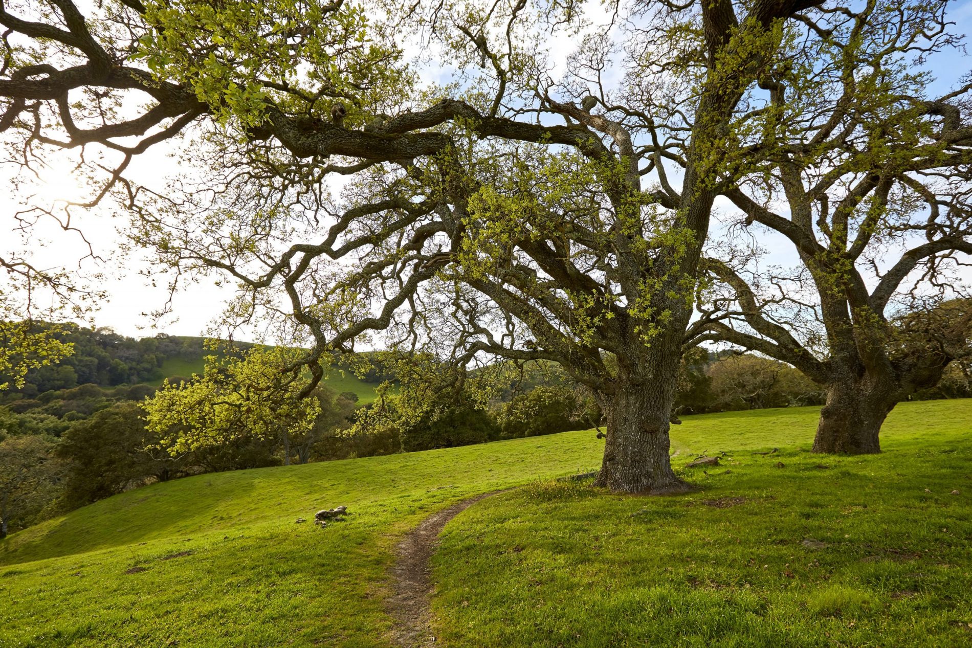 Fernandez Ranch - John Muir Land Trust