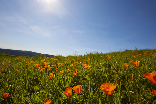 Poppies on Painted Rock