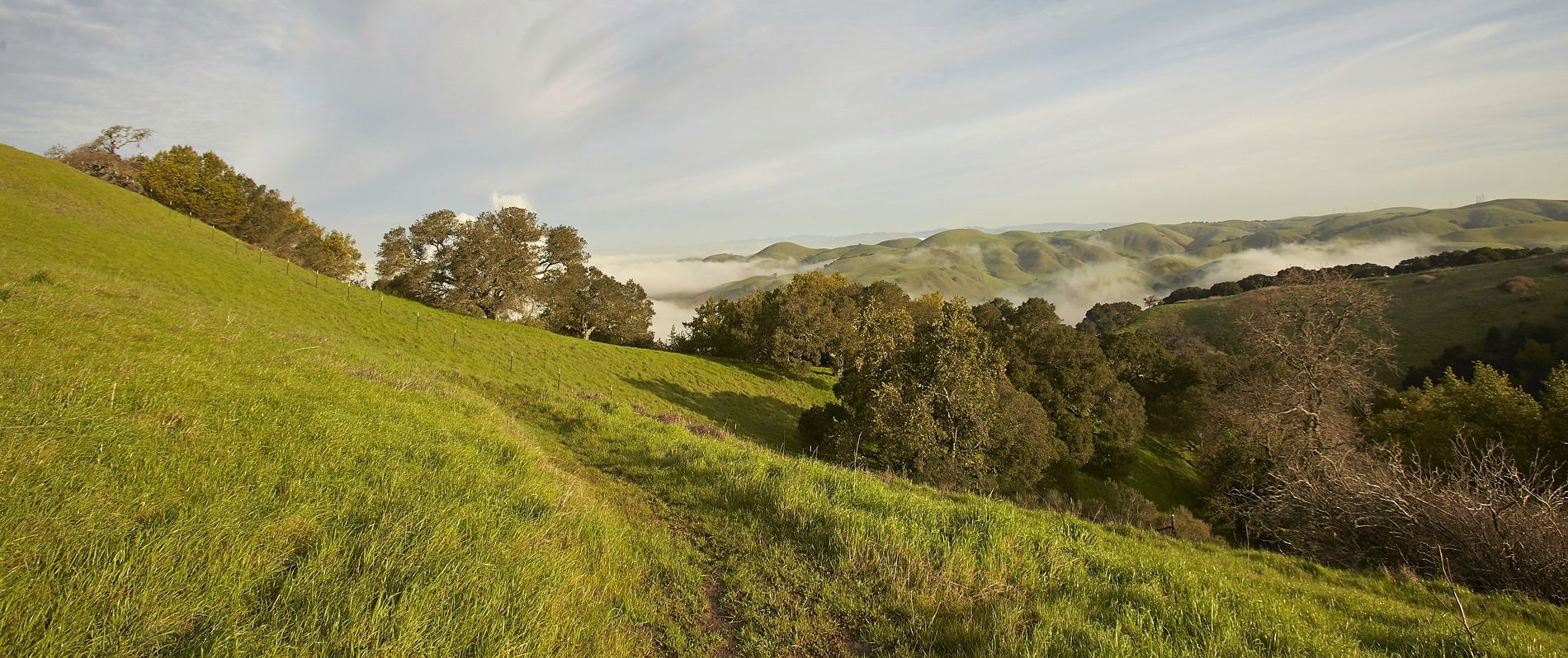 View of the East Bay Hills from Franklin Ridge