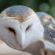 barn-owl-twilight-2020