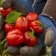 Peppers from Family Harvest Farm