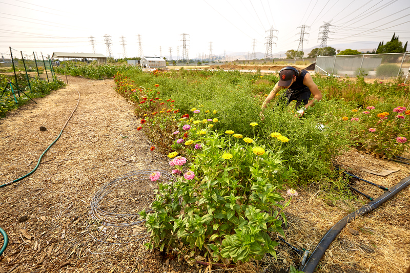 Young man preparing field rows for planting