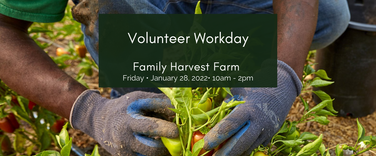 Family Harvest Farm volunteer workday
