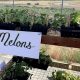 Plant Sale at Family Harvest Farm