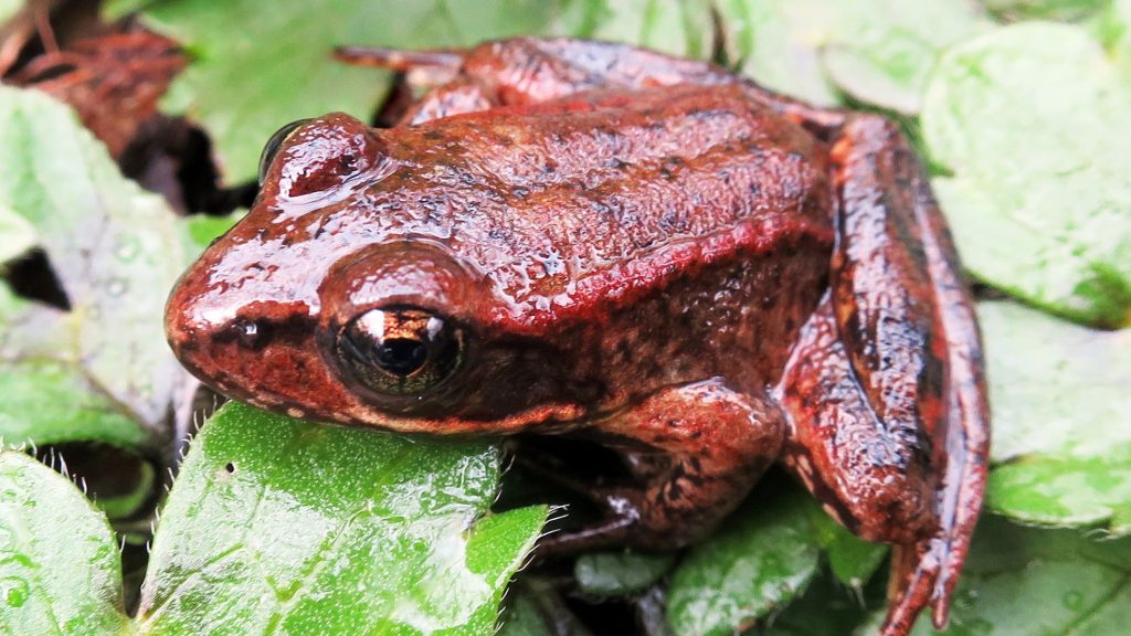 California red-legged frog