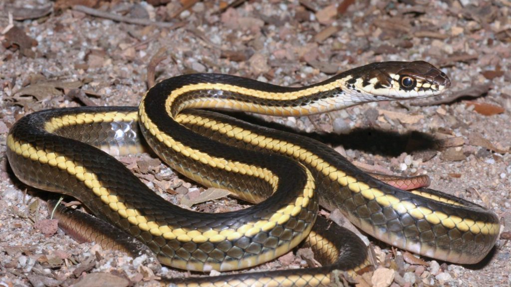 Alameda Whipsnake