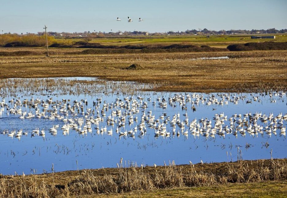 Levee protection preventing subsidence and flooding
