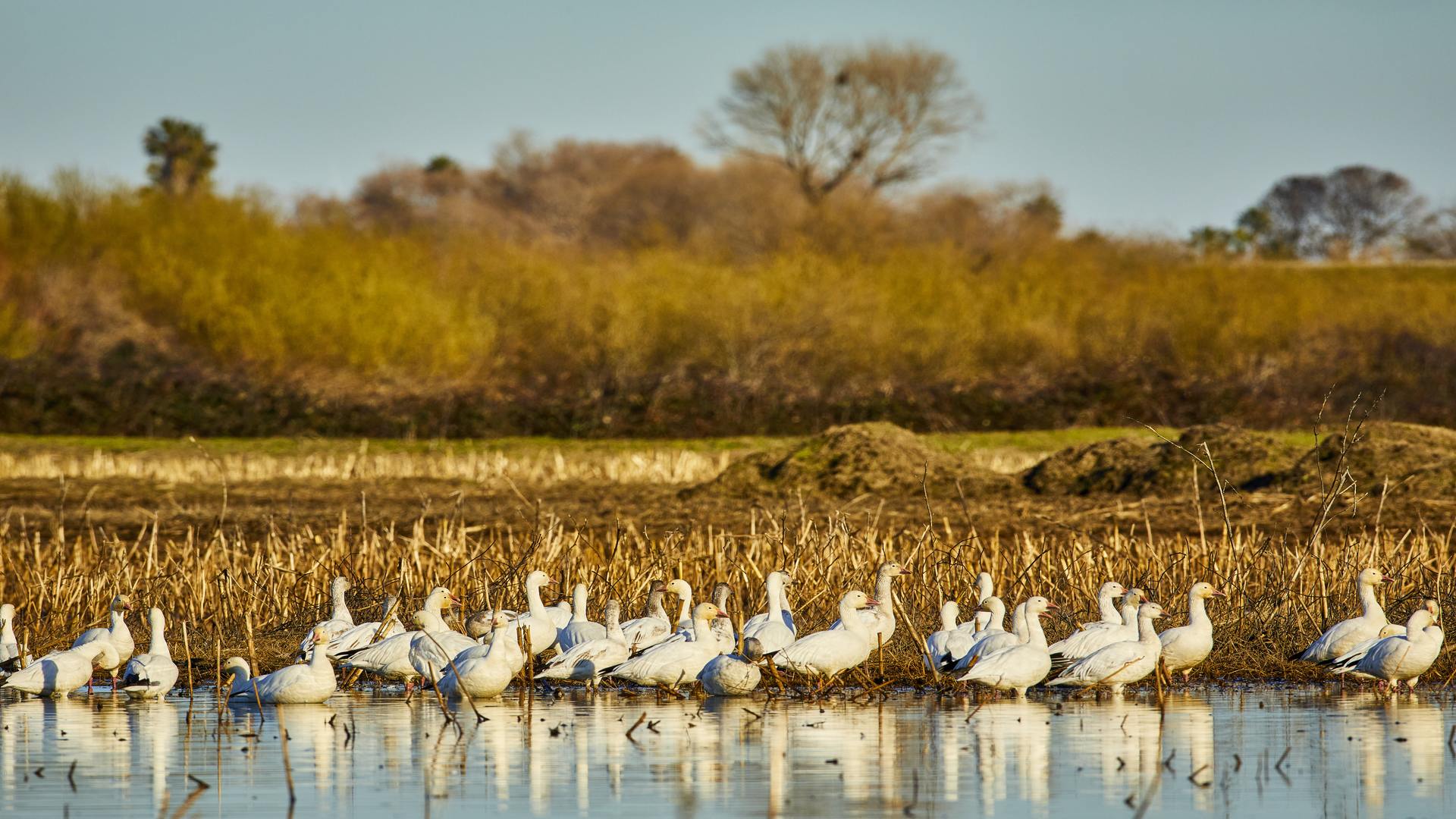 Golden-hour light over an open wetland marsh with tall grasses and still water