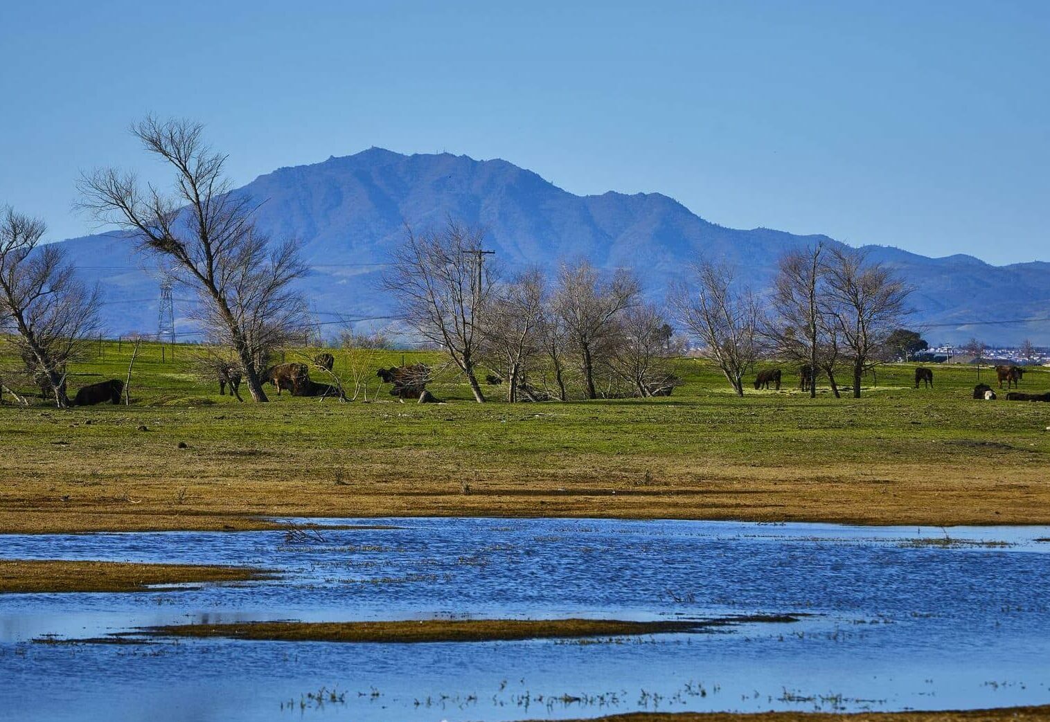 Wetland carbon sequestration and peat soil restoration