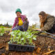 Two women kneeling in the dirt planting spring crops at Family Harvest FArm