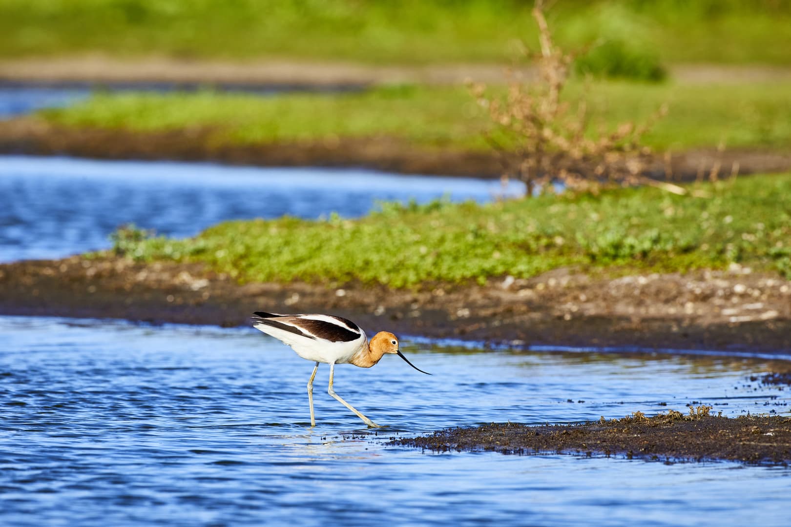 Thriving wetland ecosystem with wildlife