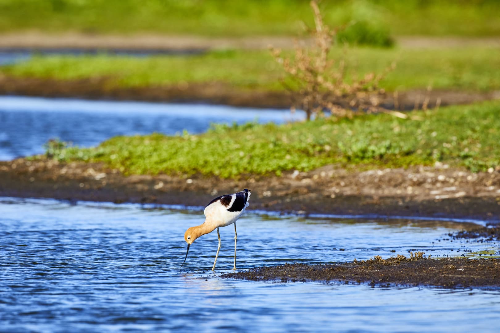 Protected sand dune habitat