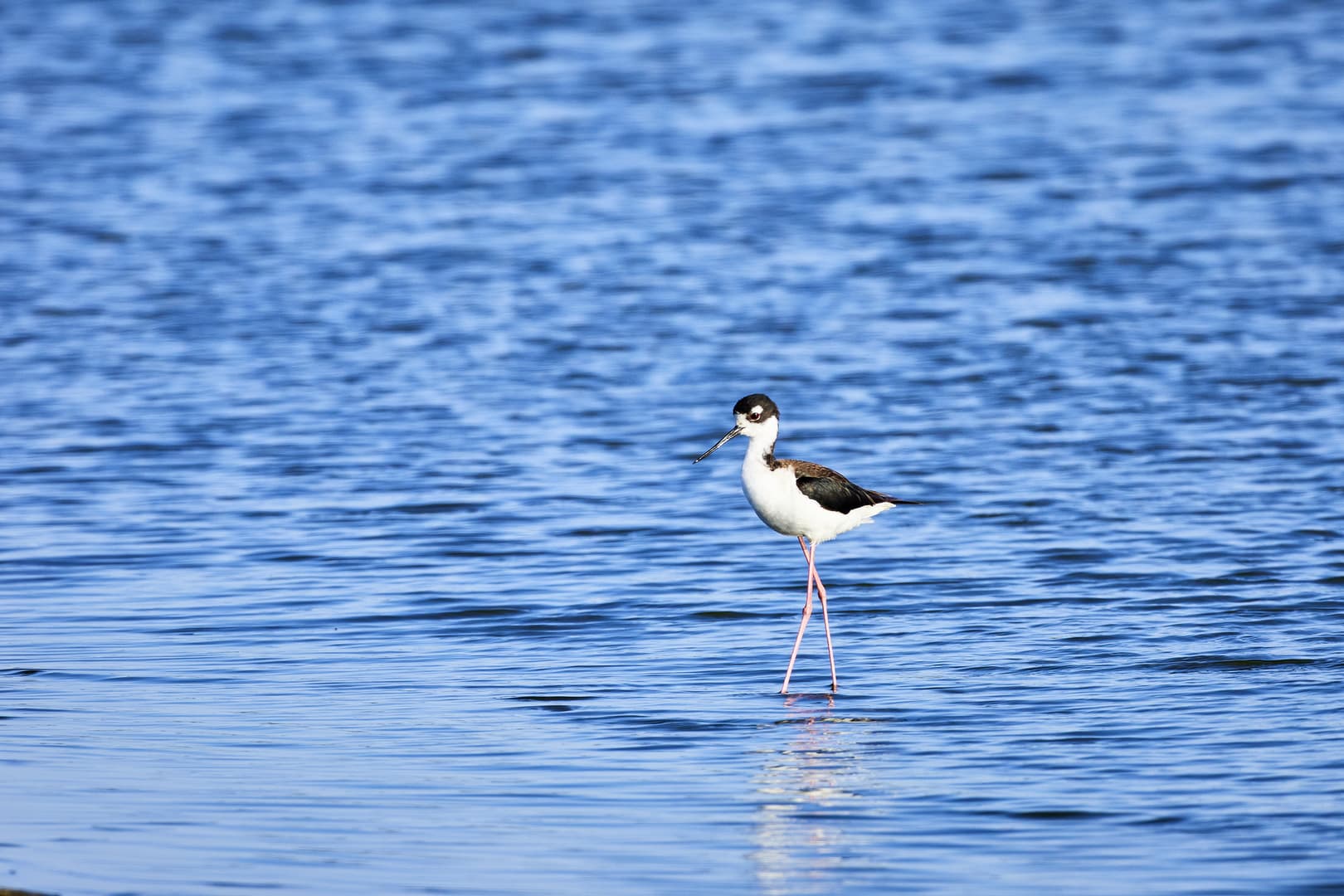 Black necked stilt