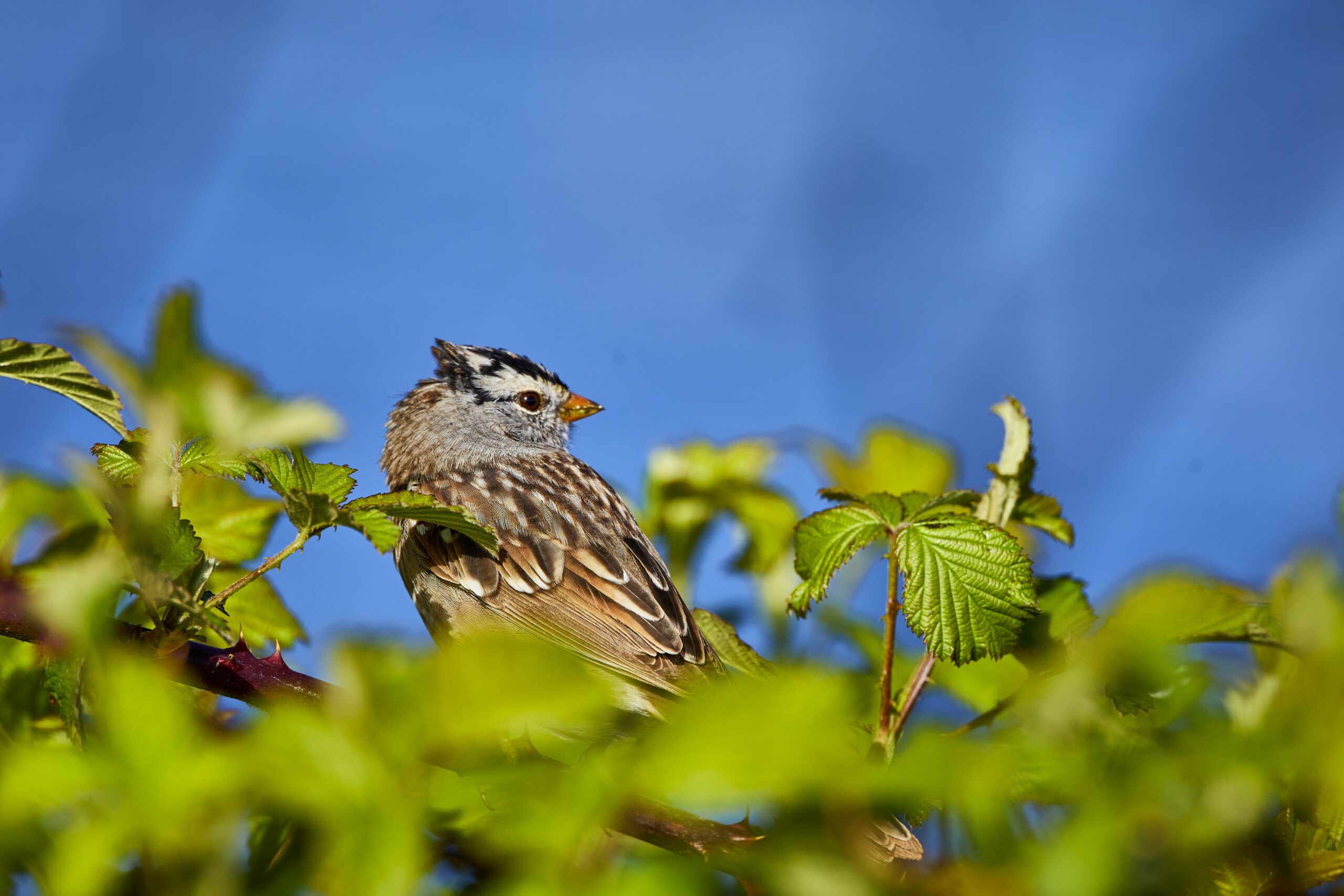 White-crowned sparrow at Hoover Ranch
