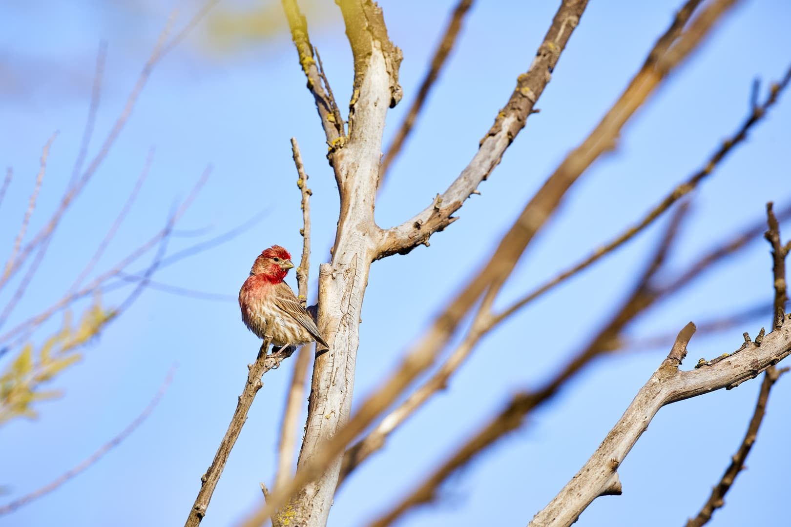 Purple Finch, Hoover Island