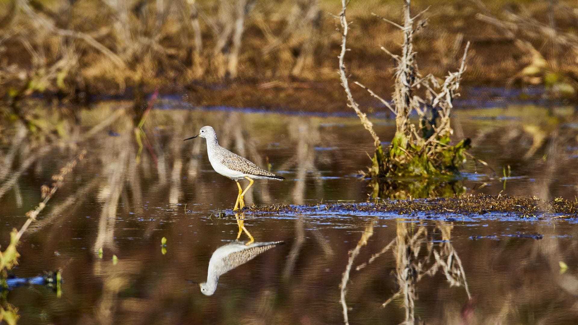 Greater yellowlegs