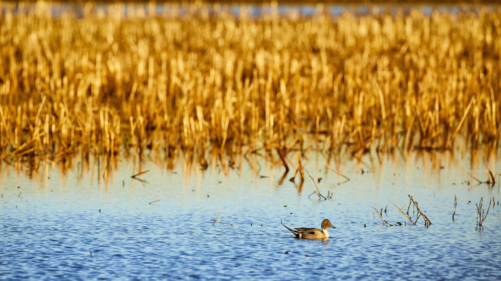 A lone duck swimming among dried cornstalks.