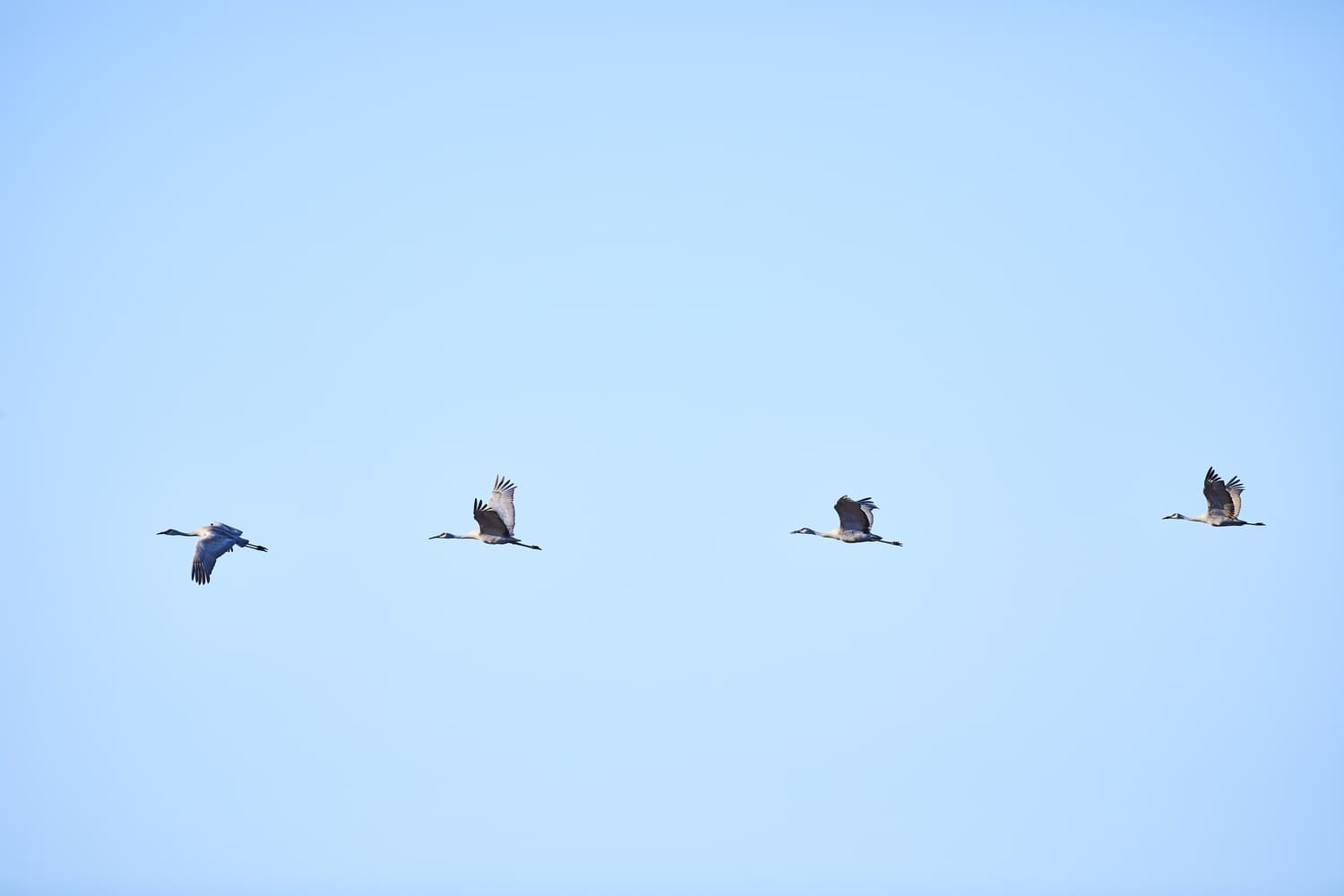 Common Crane, Hoover
