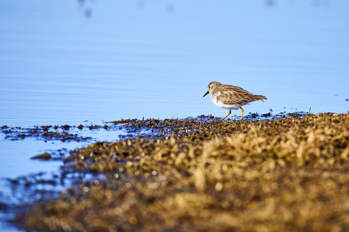 Least Sandpiper