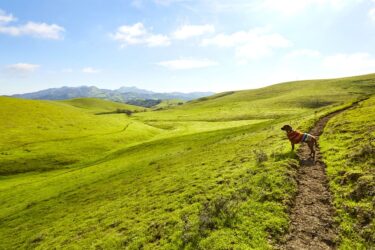 Dog looking into the distance on rolling green hills