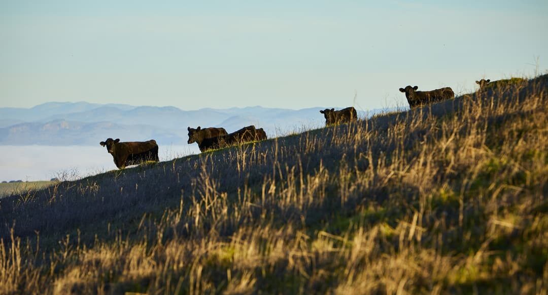 Cattles grazing at Almond Ranchg