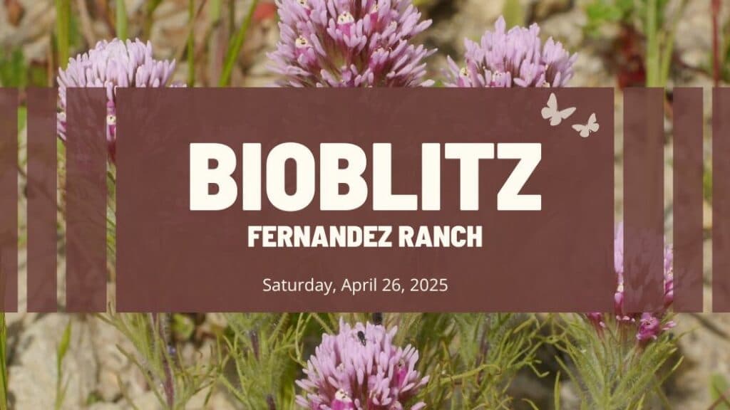 BiobBlitz at Fernandez Ranch, April 26, 2025