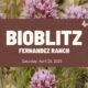 BiobBlitz at Fernandez Ranch, April 26, 2025