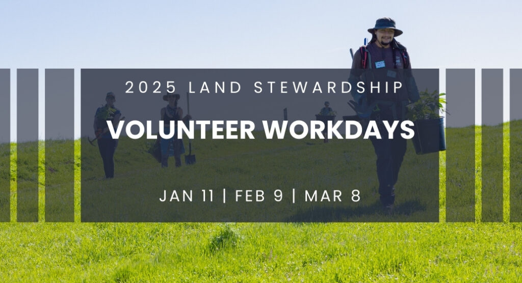 Volunteer stewardship workdays at John Muir Land Trust