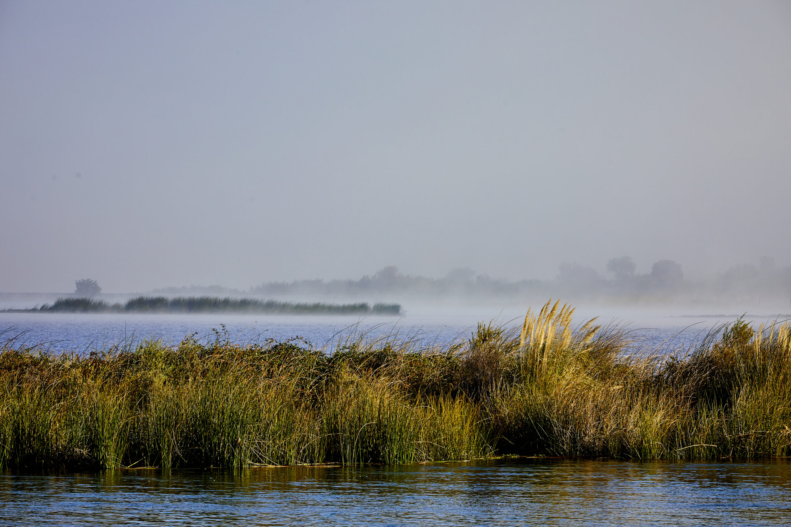 Freshwater wetlands with migrating birds