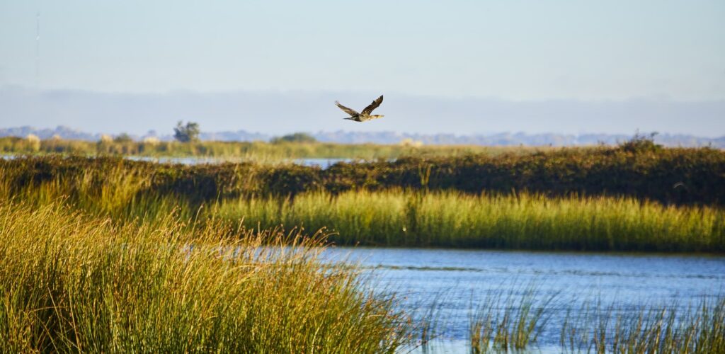 A shorebird flying above the salt marshes of the Bay Delta