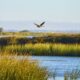 A shorebird flying above the salt marshes of the Bay Delta