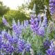 Lupine at Johnson Ranch