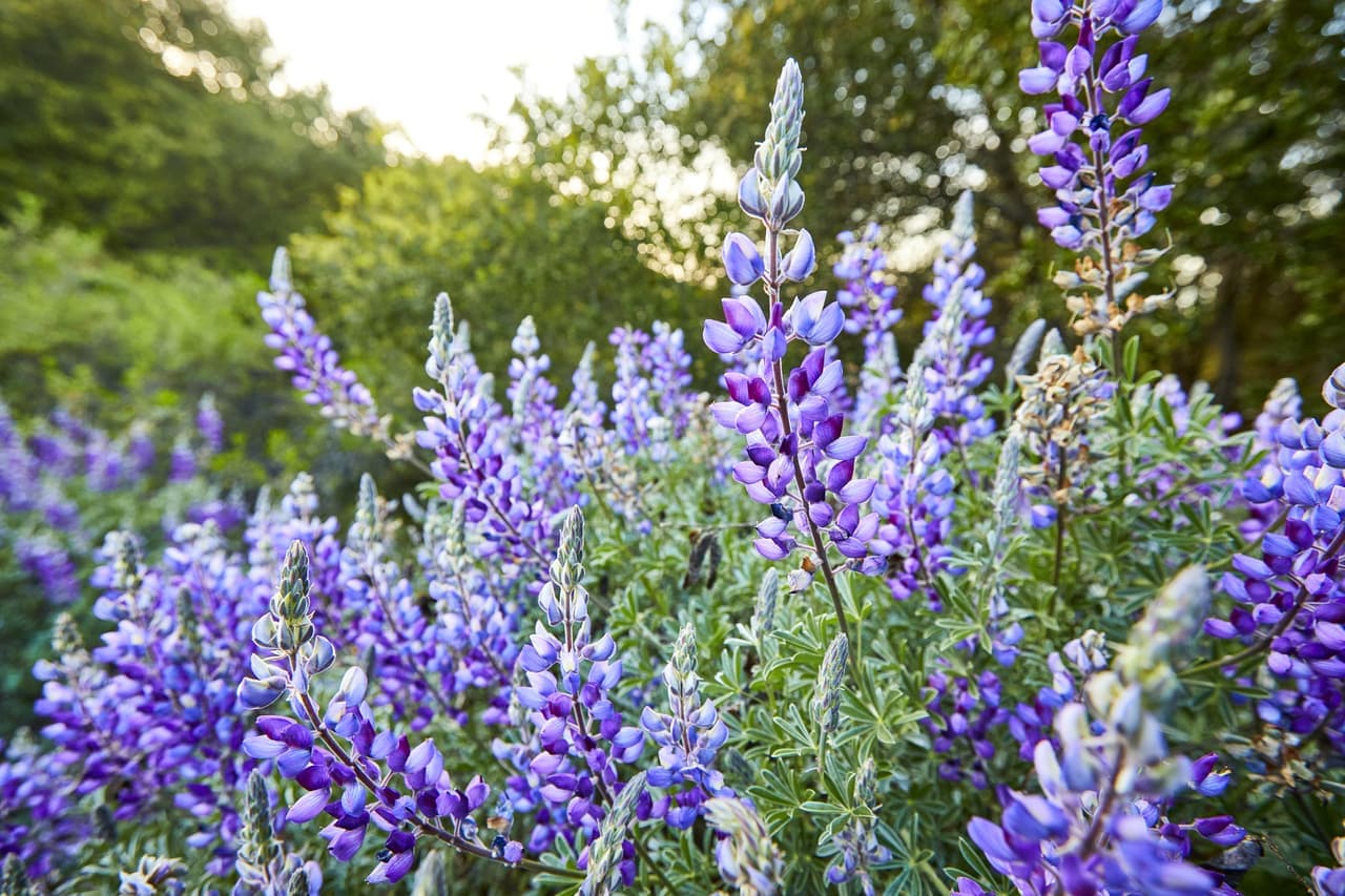 Lupine at Johnson Ranch