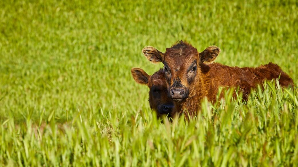 Cattle grazing among vernal pools to help suppress invasive grasses and create habitat for goldfields