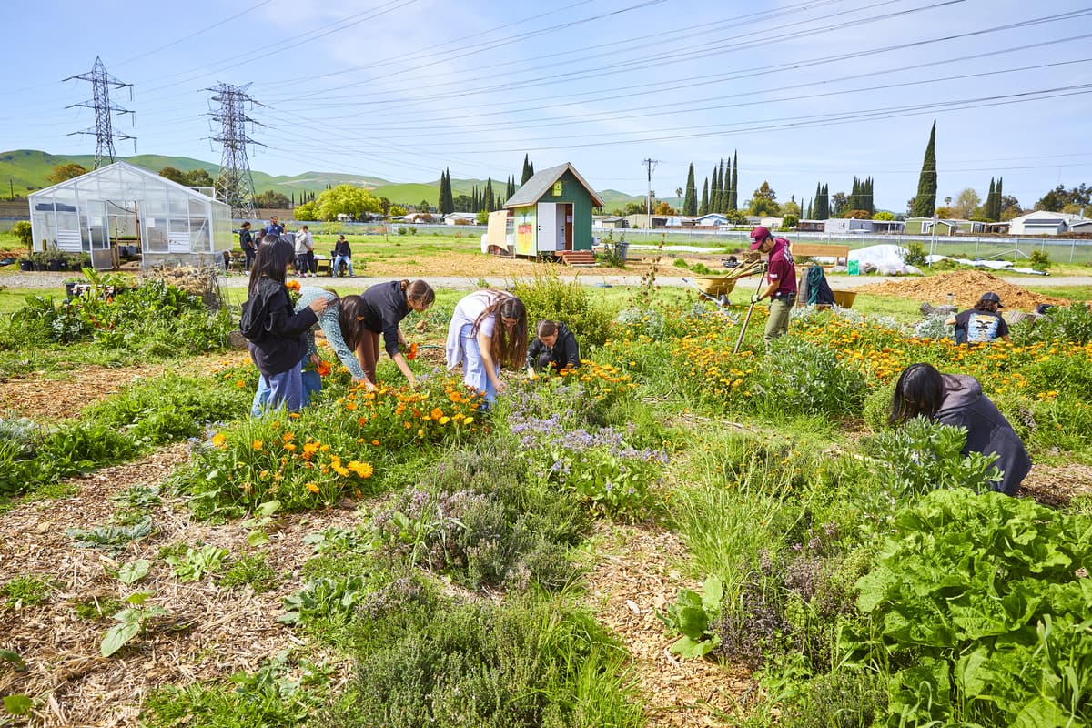 Wide shot of Family Harvest Farm with students working across the regenerative plots