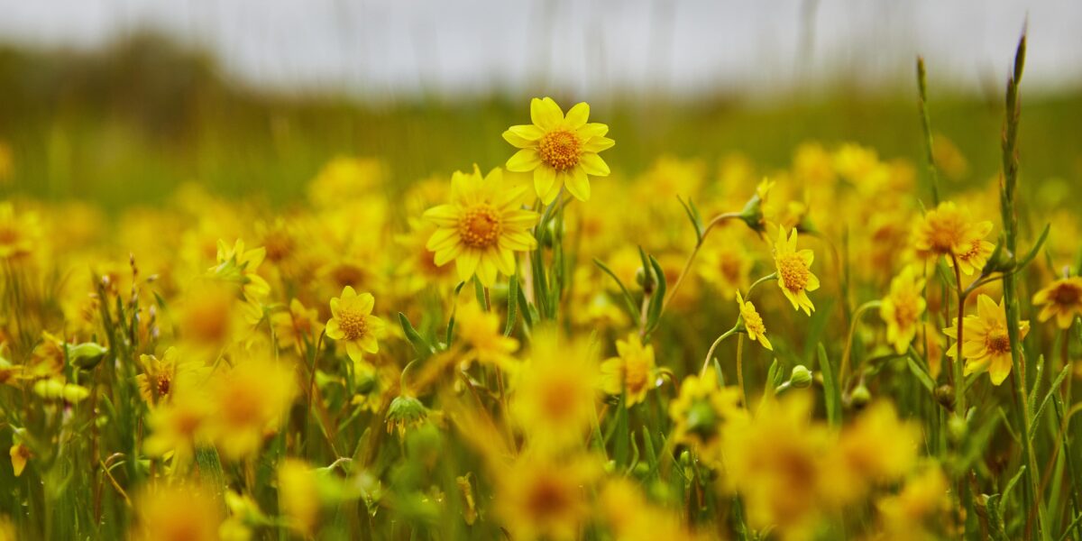 Contra Costa Goldfields (Lasthenia conjugens) blooming in vernal pools along Highway 4