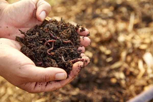 Rich, dark soil at Family Harvest Farm with visible organic matter and worms
