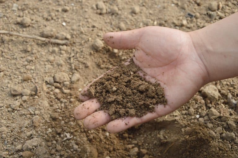Dry, compacted soil at control site with sparse vegetation