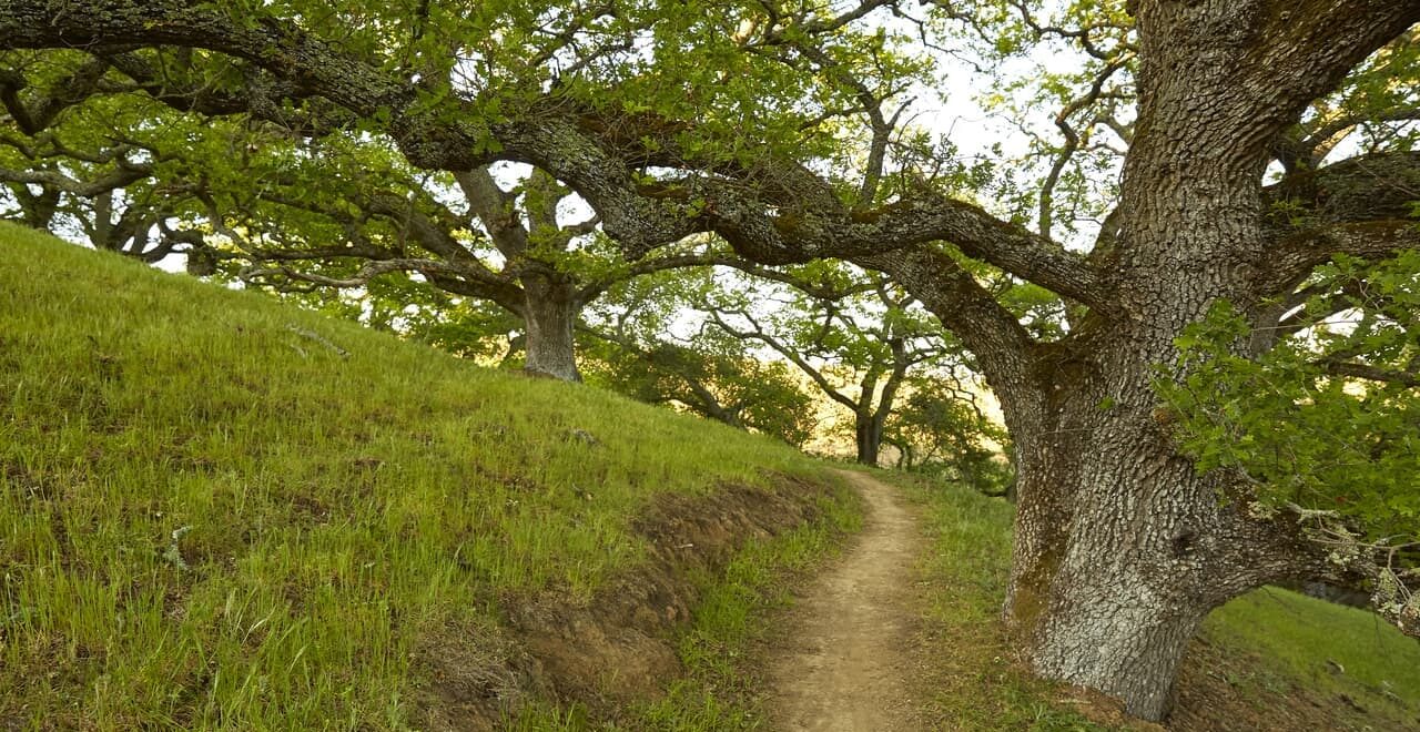 Coast live oak trees in California oak woodland, adapted to regular fire cycles