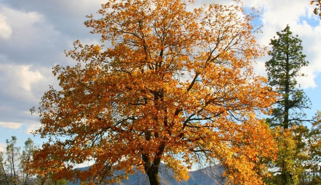 Black oak leaves showing brilliant golden fall foliage on hillside with dark trunks visible