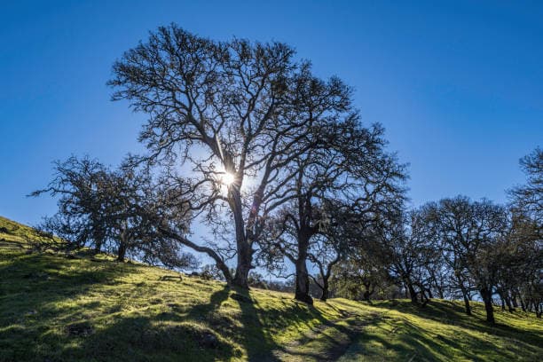 Blue oak tree with distinctive blue-green leaves on dry hillside with sparse canopy