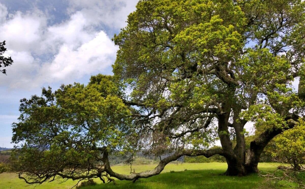Gnarled coast live oak with twisted branches and evergreen foliage creating dramatic silhouette
