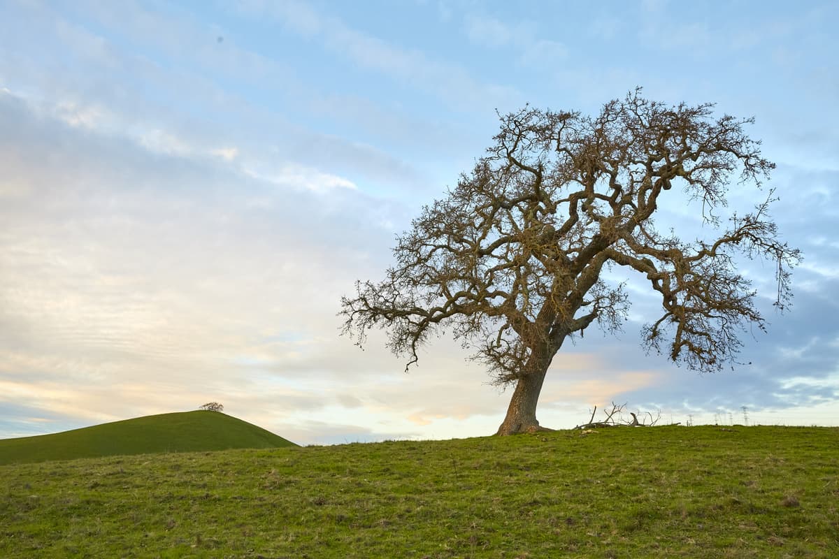 Massive valley oak tree with deeply furrowed bark and spreading canopy in golden grassland