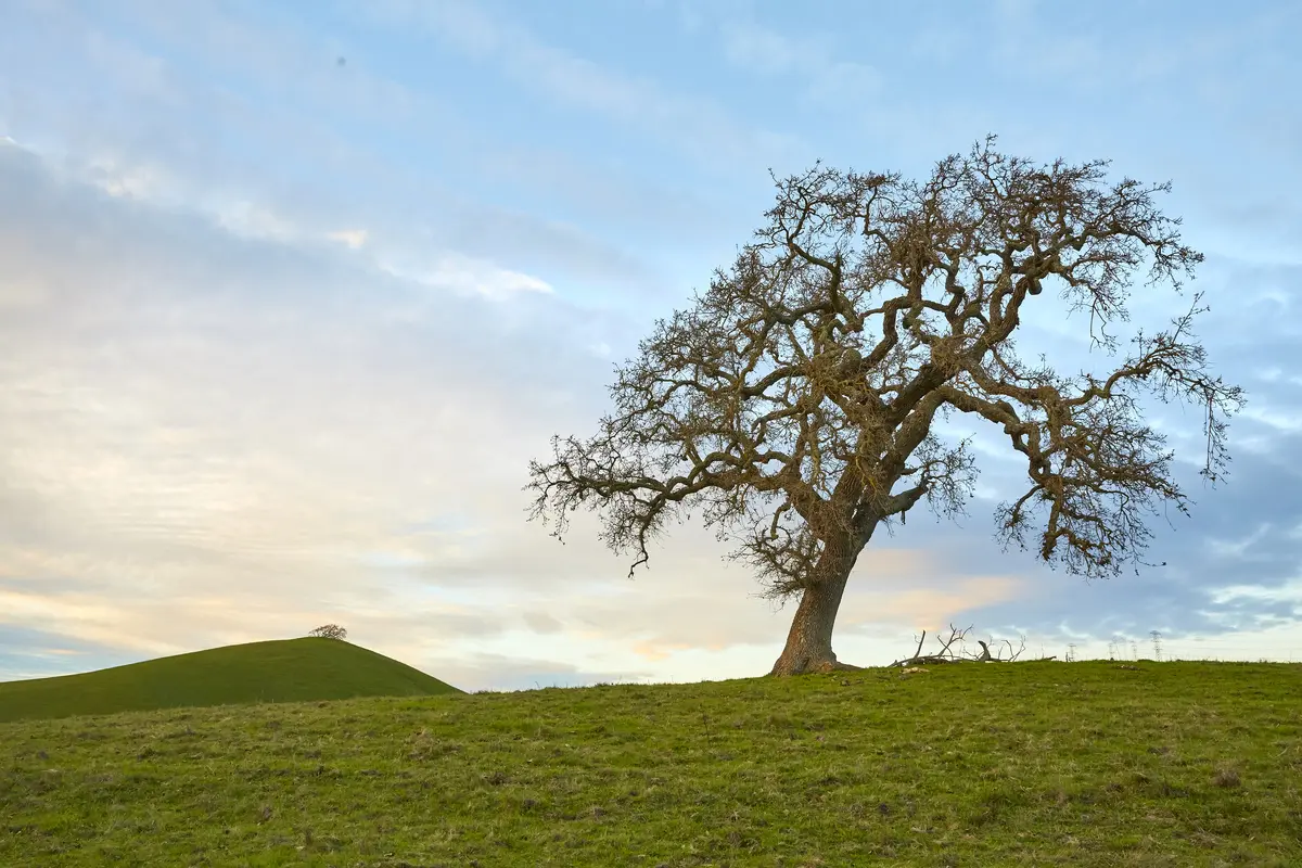 The Oaks of JMLT: Ancient Sentinels of the East Bay - John Muir