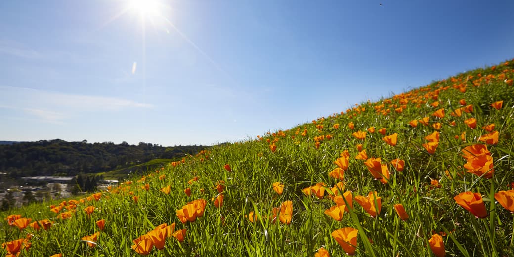 Restored East Bay landscape showing a hillside of California poppies