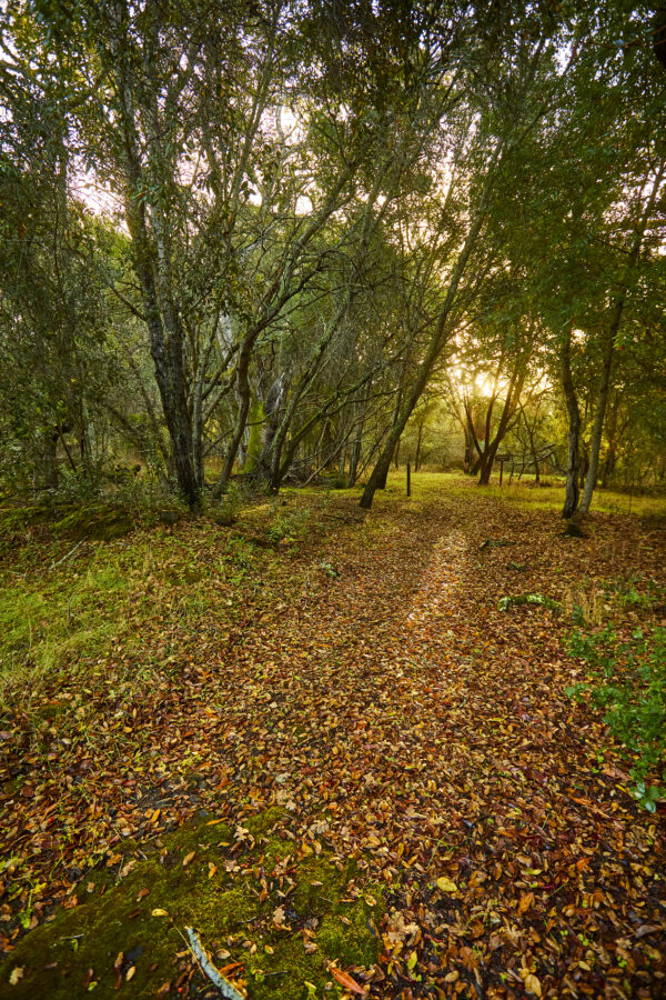 Well-maintained nature trail through oak woodland